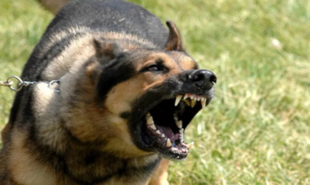 California Dog Bite Law Puts Liability on Dog Owners Krasney Law