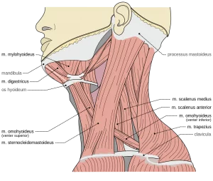 Auto Accident Neck Injuries