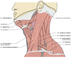 Anatomy of the neck