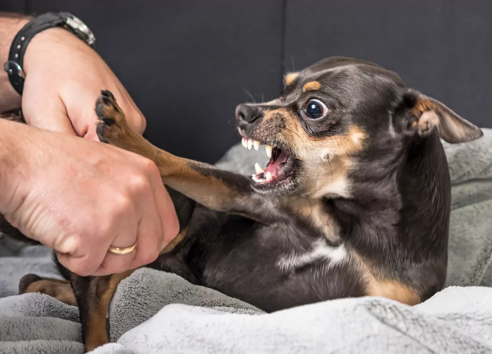dog bite attack