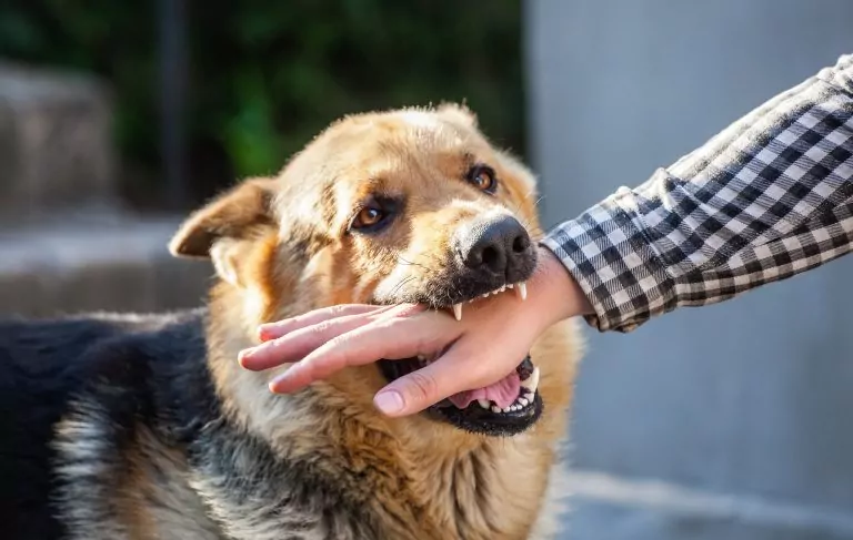 German Shepard biting someone