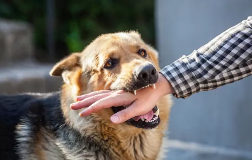 San Bernardino dog bite attack